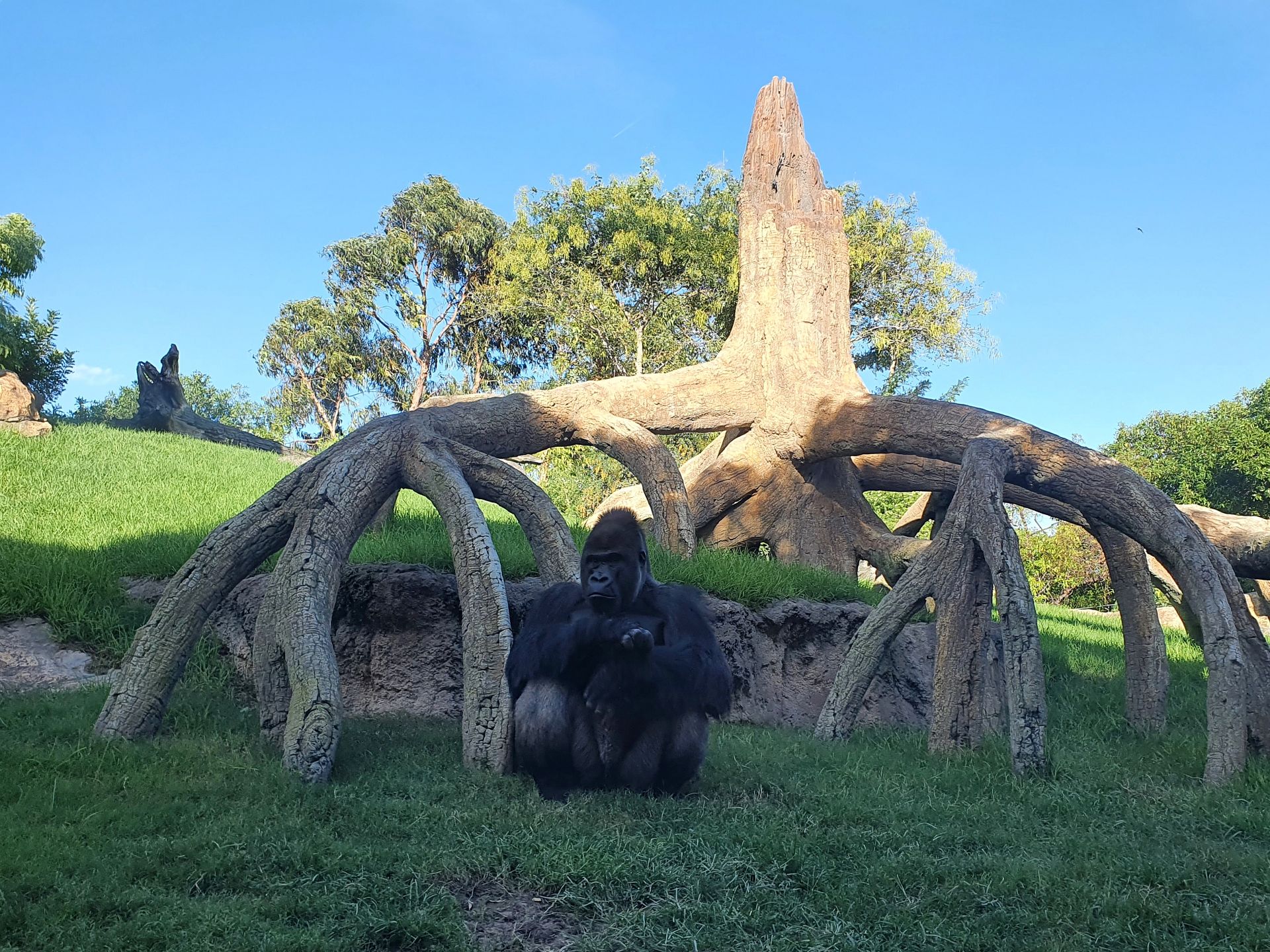 Bioparc Valencia